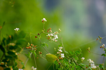 Tiny white flowers bloom gently on a fragile branch, set against a lush, blurred green background that evokes calm, renewal, and minimalist beauty