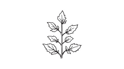 Anise Hyssop line art illustration botanical drawing for design inspiration