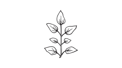 Anise Hyssop line art illustration elegant line drawing of herbs
