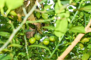Branches of green lime tree with ripe fruits growing in orchard on summer day. Fresh oranges are hung from trees at an orange orchard with with Bokeh background. green fresh lime in dark lime tree