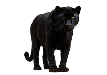 Majestic Black Panther: Stunning Wildlife Photo transparent background