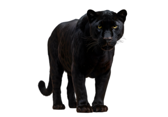 Majestic Black Panther: Stunning Wildlife Photo transparent background
