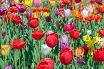 Fototapeta premium 美しいチューリップの花