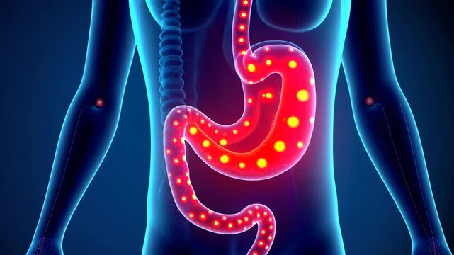 Stomach pain, abdominal discomfort, gastric distress. Digestive health. Muscles contract causing acute pain. Stomach lining inflammation reduces acidity. Healthy digestion ensures nutrient absorption.