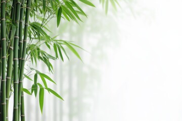 Close-up of green bamboo stalks with fresh leaves against a soft, misty white background. Symbolizes tranquility, nature, Zen, and eco-friendly design concepts.