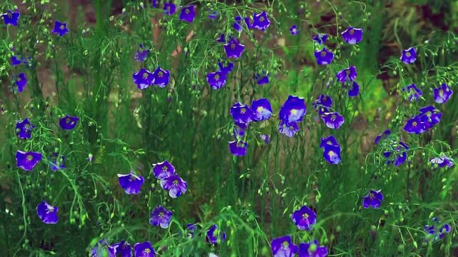 Blue flax flowers sway in the wind. Floral background.