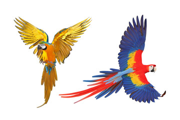 Colorful flying Macaw parrots isolated on transparent background png file