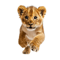  Lion cub running isolated on white background.