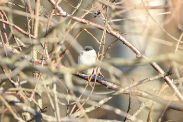 A marsh tit bird rests on a thin branch in early spring light. Telephoto shot captures calm moment, bird perched in tangled branches under warm woodland light, wild context, birdwatching.