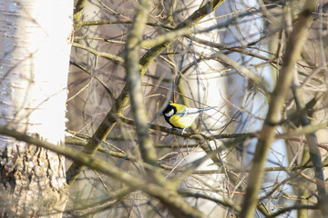 A great tit bird rests on a thin branch in early spring light. Telephoto shot captures calm moment,...