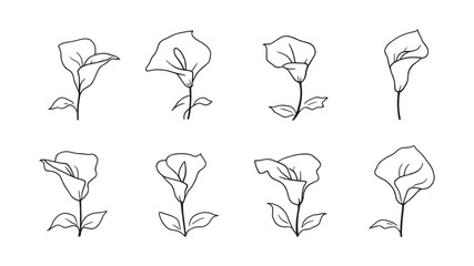 Calla Lily line art minimalist floral sketch for modern interiors