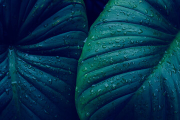 abstract tropical leaf textures on dark tone, natural green background.