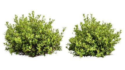 Obraz premium Two vibrant green shrubbery bushes, perfect for landscaping and design needs