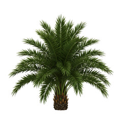 Fototapeta premium Dates Tree isolated on transparent background