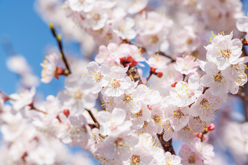 Fototapeta premium Blooming cherry blossom tree in spring, with delicate pink flowers