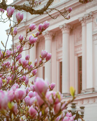 Magnolia Tree Full Bloom Front
