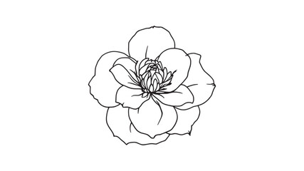 Floribunda Rose line art elegant botanical design for modern decor