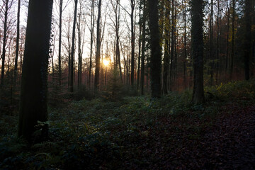 Fototapeta premium Sun shining through trees in Netherlands forest