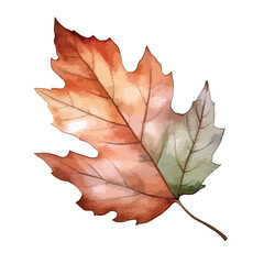 A autumn leaves cute watercolors illustration on white background
