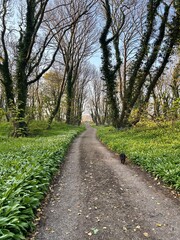 countryside lane