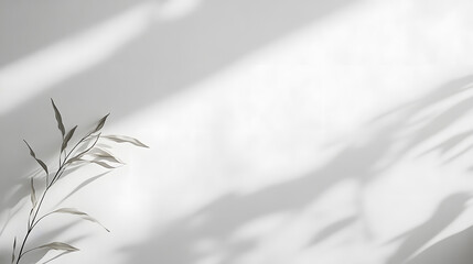 Natural shadows and plant silhouettes on white background minimalist still life modern home decor