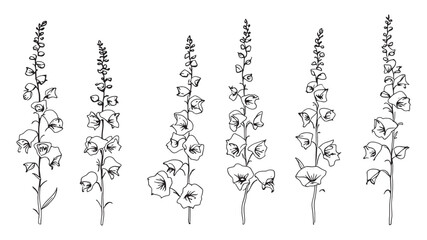 Foxglove line art elegant botanical drawing for creative projects