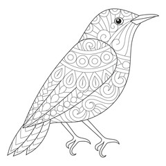 Intricate Bird Line Art for Coloring