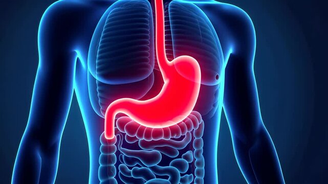 Stomach pain, abdominal discomfort, gastric issues. Digestive health. Muscles tighten during indigestion. Intestine inflammation reduces nutrient absorption. Healthy digestion ensures better