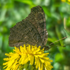 Obraz premium Spring flowers in macro photos.