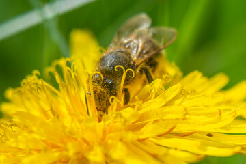 Spring flowers in macro photos.
