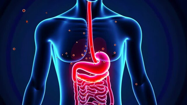 Stomach pain, abdominal discomfort, digestive issues. Gut health. Stomach lining inflammation reduces comfort. Intestinal absorption facilitates nutrient uptake. Gastric balance supports overall