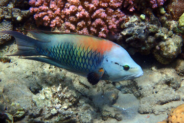 slingjaw wrasse - Epibulus insidiator, fish from Red Sea, Egypt