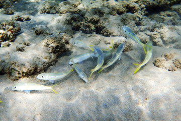 Mulloides vanicolensis fishes