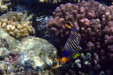 Regal angelfish (Pygoplites diacanthus) in the coral reef