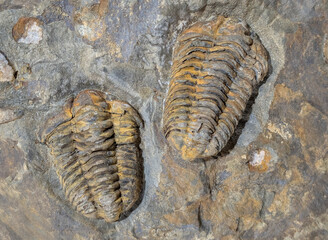 old trilobite fossil
