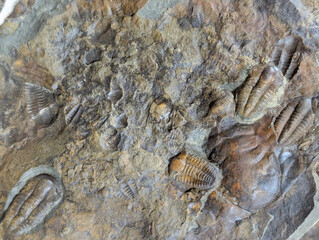 old trilobite fossil