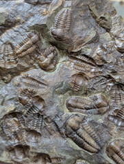 old trilobite fossil