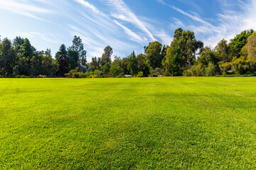 A vast green grass meadow stretching towards the horizon with a trees