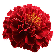 Vivid Red Marigold Flower Close-Up