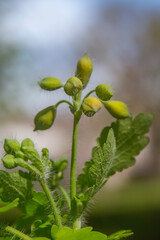 Fototapeta premium Spring flowers in macro photos.