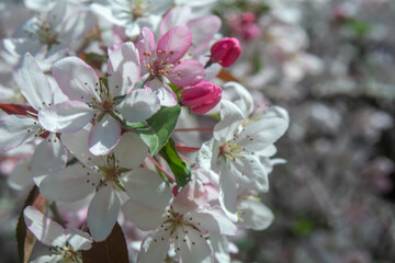 Spring flowers in macro photos.