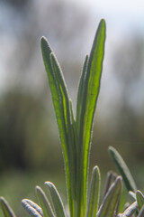 Obraz premium Spring flowers in macro photos.