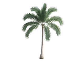 Obraz premium Majestic Palm Tree Image: High-Resolution Tropical Plant Photo transparent background