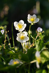 ChatGPT сказал:
A close-up photo of delicate white wildflowers with yellow centers blooming in the sunlight. Surrounded by green grass and leaves, the flowers stand out brightly against the soft, dark