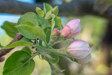 Spring flowers in macro photos.