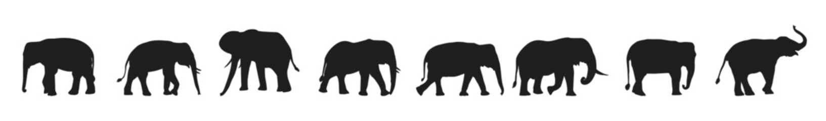 Obraz premium Collection of Animal Elephant silhouettes in different positions