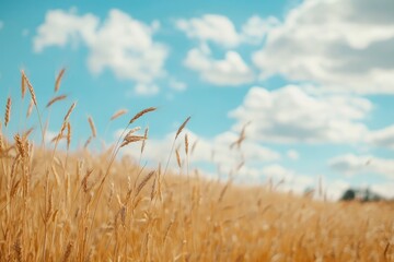 Close-up view of a ripe wheat field on a beautiful sunny day.