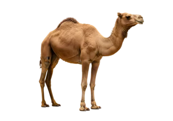 Fotobehang Kameel Dromedary Camel: A Majestic Desert Creature transparent background  © mahboob