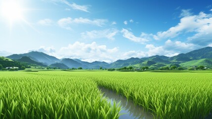 rice field on sunny day. rice field background