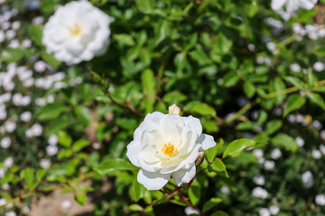 A white iceberg rose also known as floribunda rosa and climbing rose  with depth of field. background.